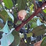Dacryodes edulis Fruit