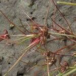 Juncus bulbosus Fruit