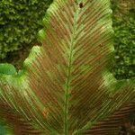 Asplenium hemionitis Leaf