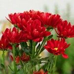 Tanacetum coccineum Агульны выгляд