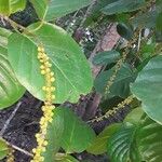 Coccoloba caracasana Fruto