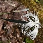 Dianthus superbus Blomst