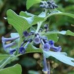 Iochroma cyaneum Blomma