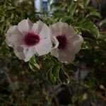 Pandorea jasminoides Kukka