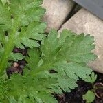 Tanacetum parthenium Folha