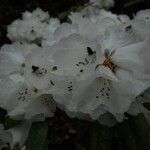 Rhododendron pachytrichum Λουλούδι