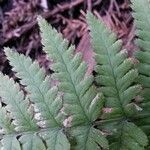 Dryopteris intermedia Hoja