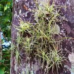 Tillandsia recurvata Habitus