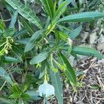 Nerium oleander Ліст