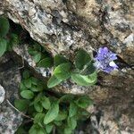 Veronica alpina Flower