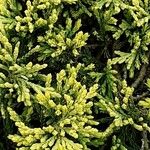 Juniperus horizontalis Φύλλο