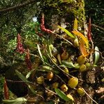 Bulbophyllum nigericum Habit