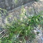 Setaria viridis Hábito