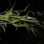 Urochloa mollis 果實