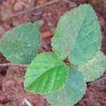 Sida cordifolia 葉