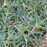 Delosperma cooperi Habit