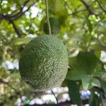 Citrus × aurantiifolia Fruit