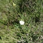 Cistus umbellatus Λουλούδι