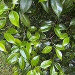 Camellia japonica Folha