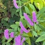 Elsholtzia stauntonii Flor