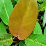 Philodendron erubescens Blad