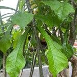 Plumeria pudica Leaf
