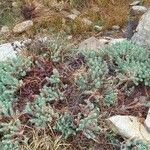 Euphorbia pithyusa Συνήθη χαρακτηριστικά
