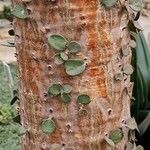 Alluaudia ascendens Corteza