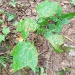 Acer pensylvanicum ശീലം