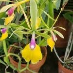 Epidendrum pseudepidendrum Flower