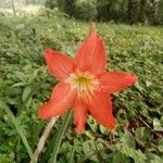 Hippeastrum puniceumBloem