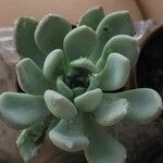 Pachyphytum bracteosum পাতা