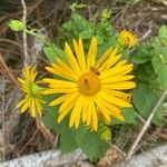 Doronicum austriacum Blüte