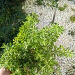 Galium verrucosum पत्ता