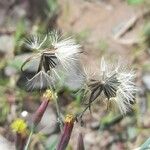 Porophyllum lanceolatum Fruit
