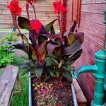 Canna indica Yeri