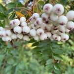 Sorbus koehneana Fruit