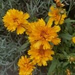 Coreopsis grandifloraΛουλούδι