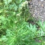 Artemisia vulgarisLeaf