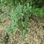 Amorpha fruticosa Hábito