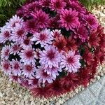 Chrysanthemum x grandiflorum Характер