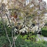 Amelanchier × lamarckii Tervik taim