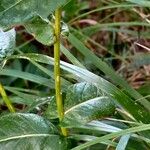 Crepis pyrenaica Corteza