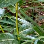 Crepis pyrenaica Bark