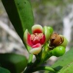 Garcinia pedicellata Flor