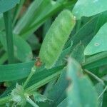 Vicia bithynica Ffrwyth