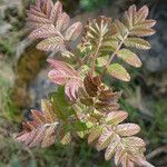 Rhus coriaria Otro