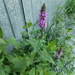 Stachys palustrisFlower