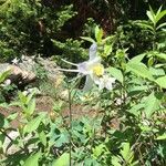 Aquilegia coerulea Flower