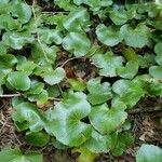 Galax urceolata Leaf